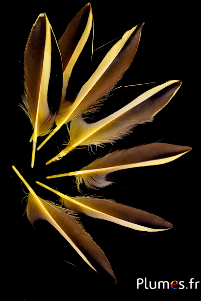 Canard de Madagascar - 12-14 cm - jaune